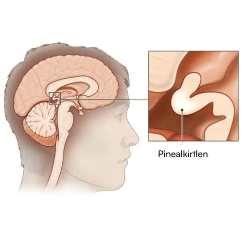 Illustration eines Gehirns mit einem Pfeil auf die Zirbeldrüse, die das Melatonin produziert